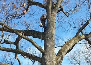 A man is climbing a tree with a chainsaw.