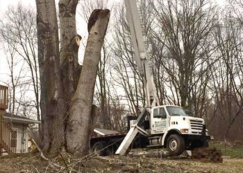 A large tree is being cut down by a crane.