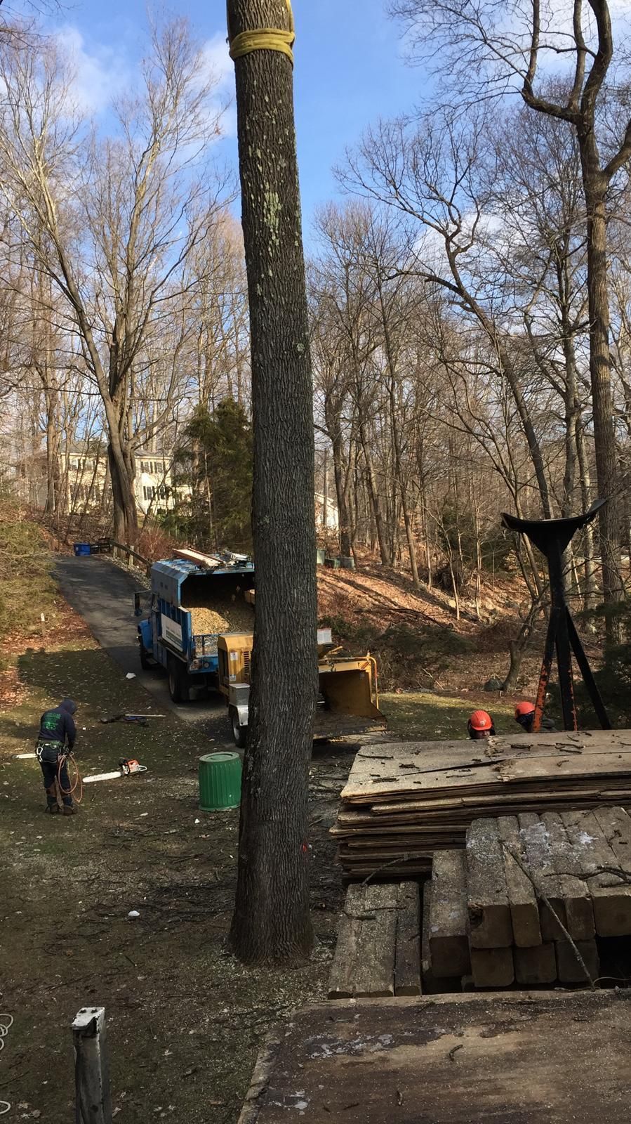 A large tree is being cut down in the woods.