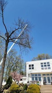 A crane is cutting a tree in front of a house.