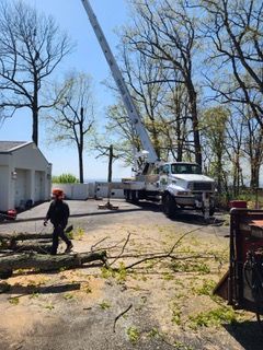 A man is standing next to a crane that is cutting a tree.