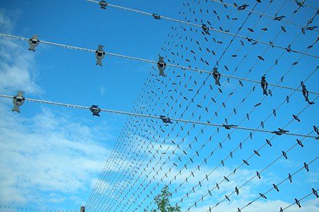 Le bon arbre au bon endroit