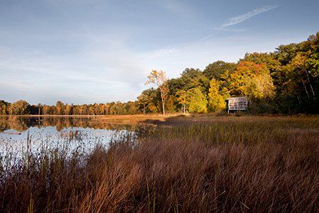 Turtle Observation Post