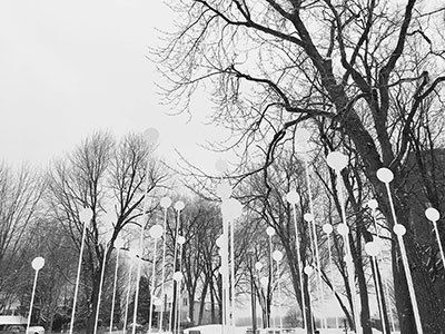 Populus tremuloïdes