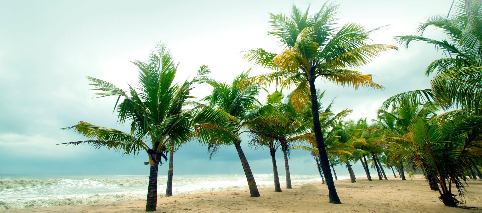 A beach with palm trees and umbrellas at sunset