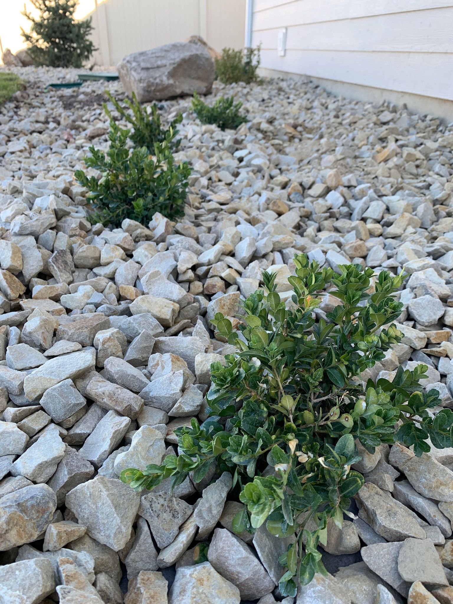 A bush is growing out of a pile of rocks