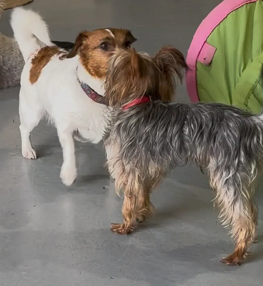Dogs in paddling pool