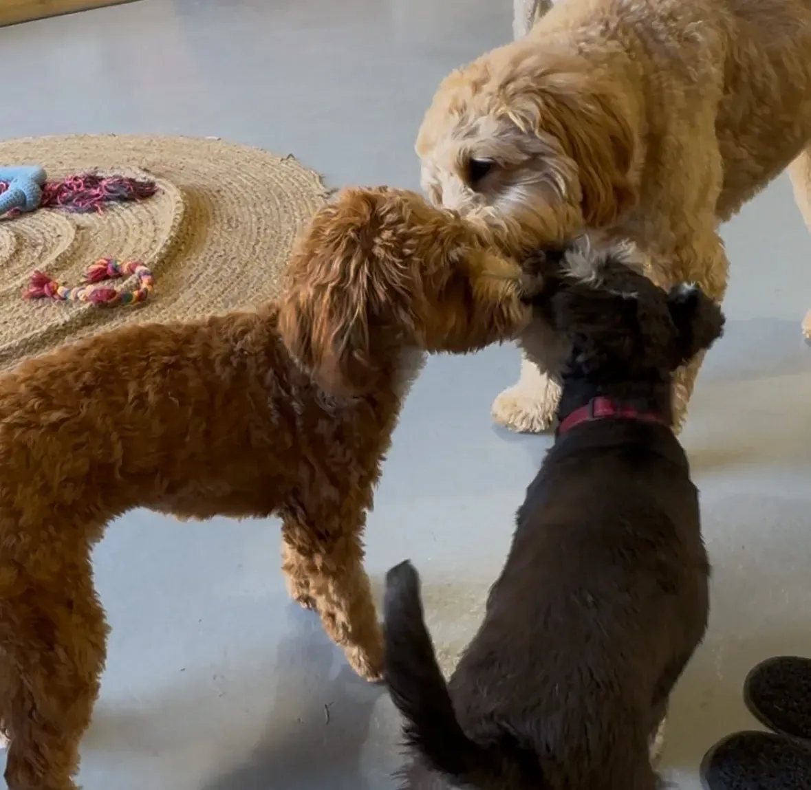 Dog outside on grass