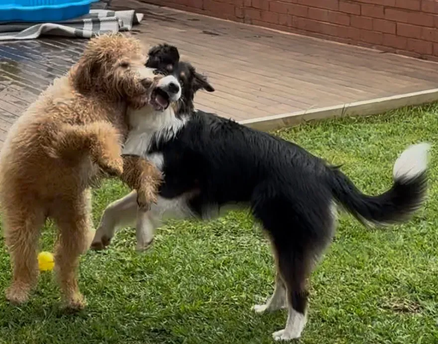 Dogs outside playing