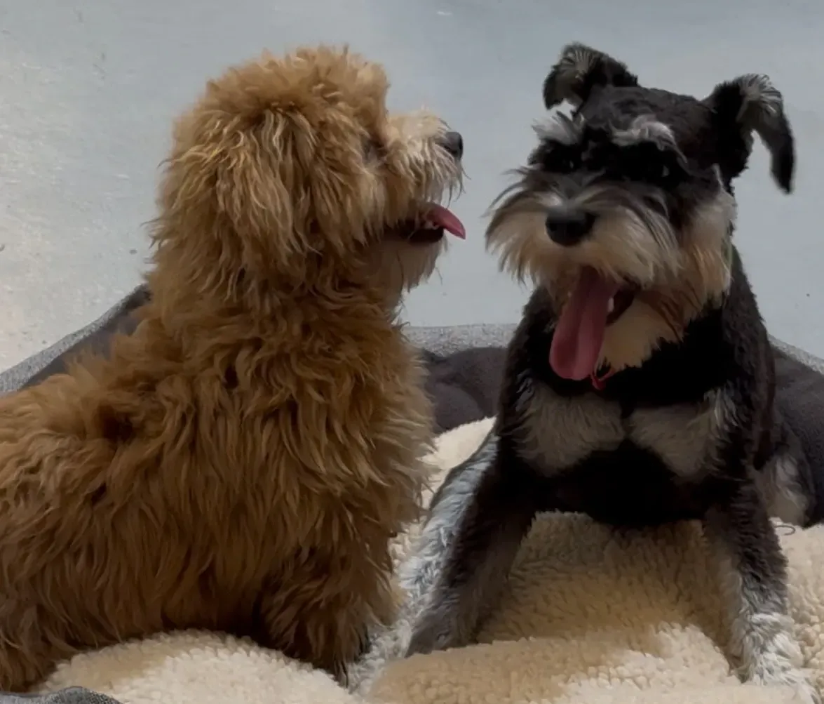 Dogs outside in paddling pool