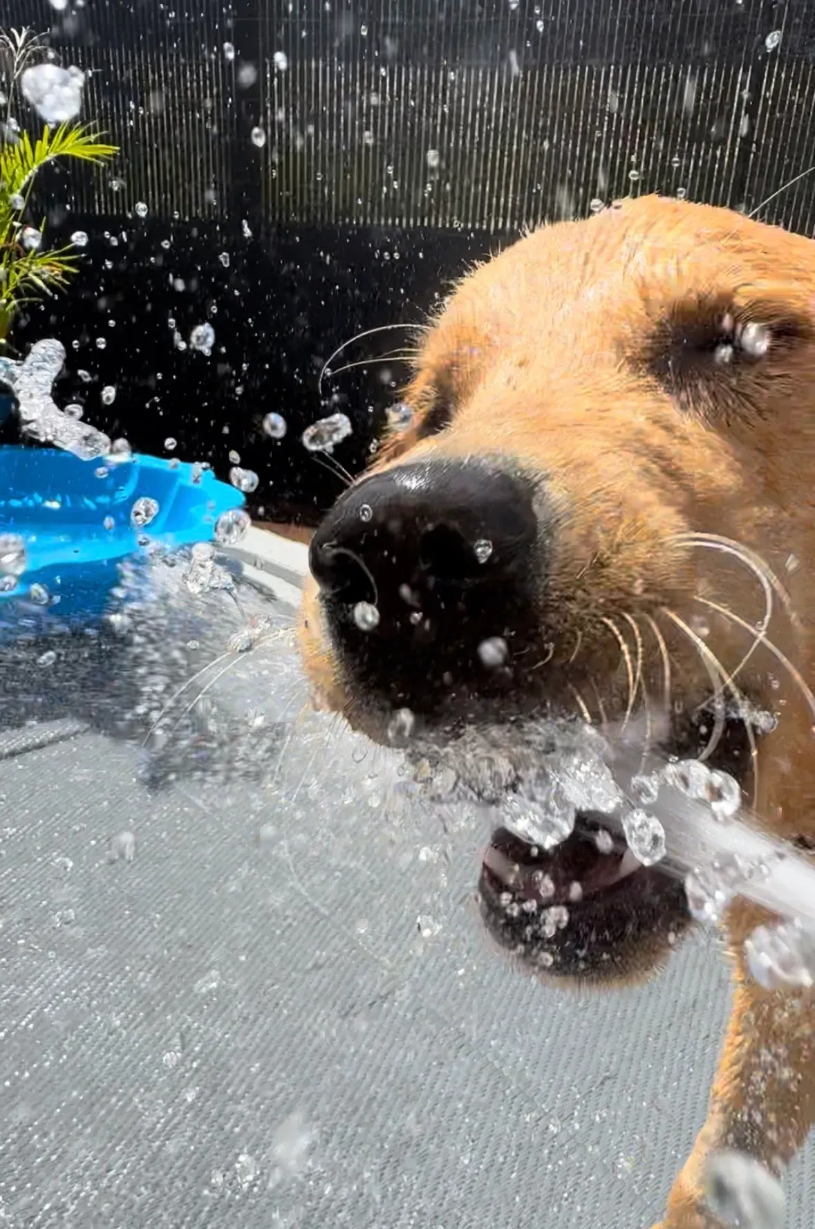 Dogs outside playing