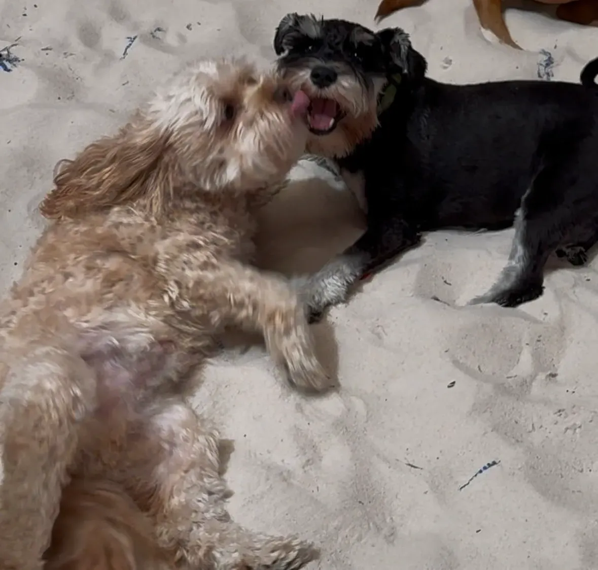 Dogs outside playing