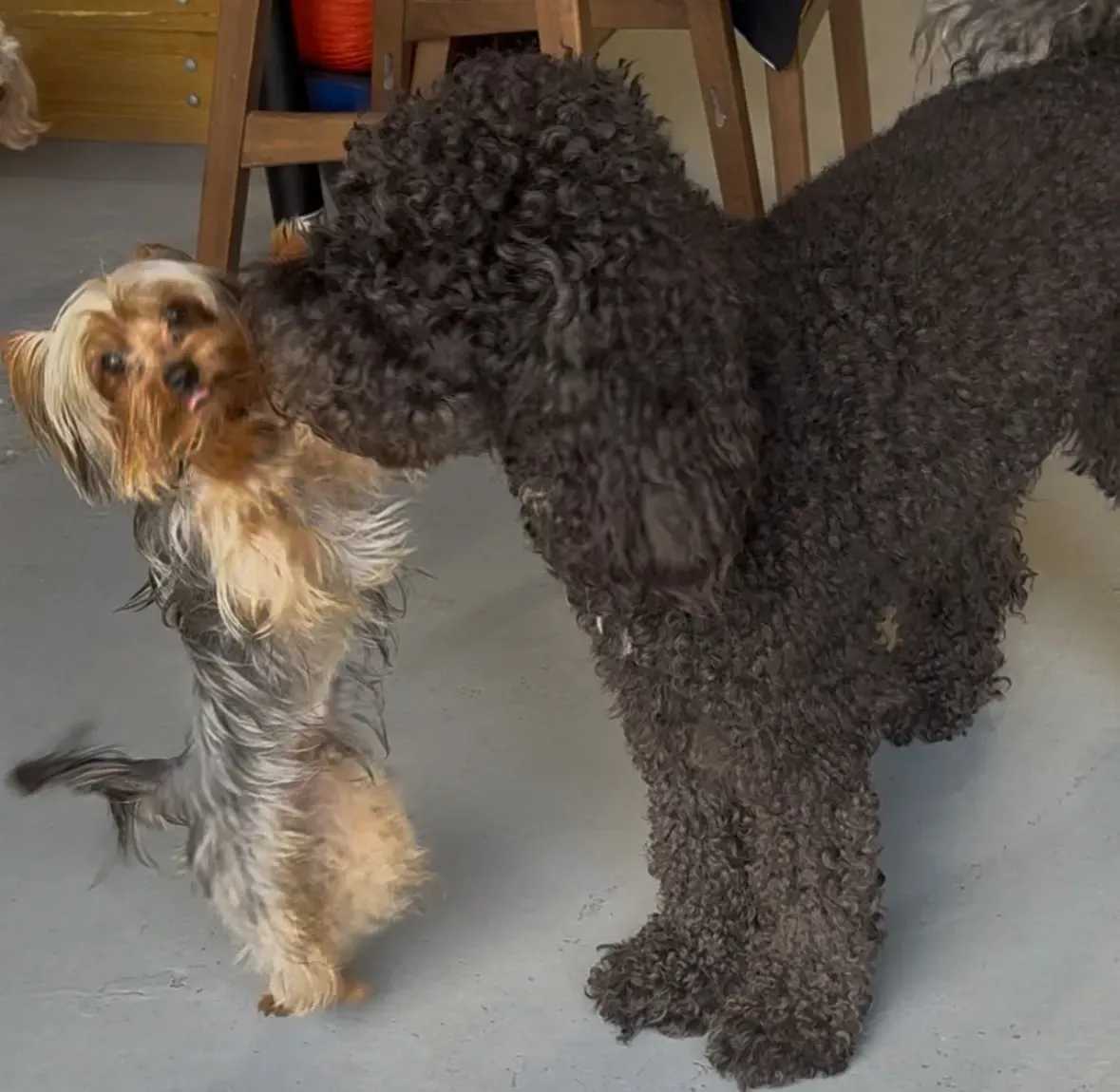 Black poodle nuzzles a small Yorkie, which stands on its hind legs. The Yorkie's tongue is visible. Indoor setting.