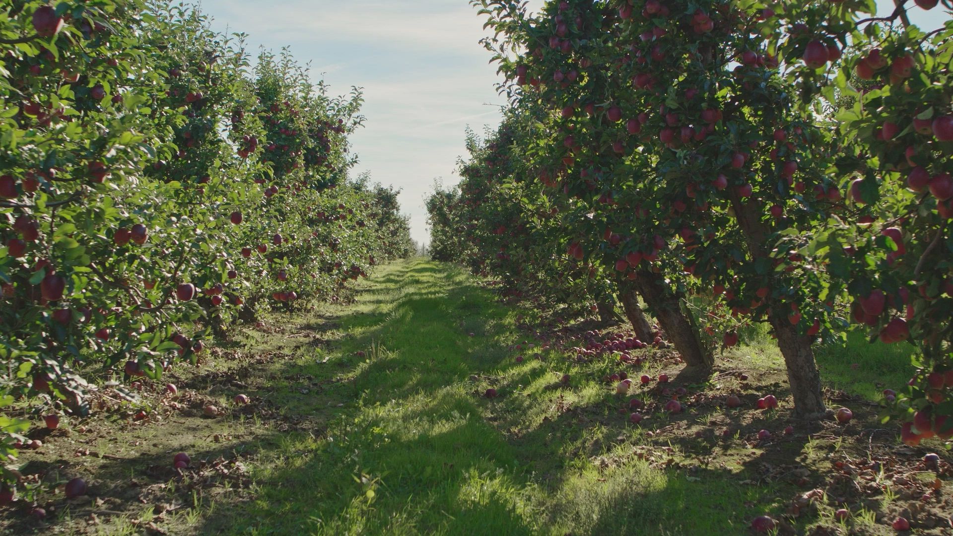 Интенсивный сад яблоня видео