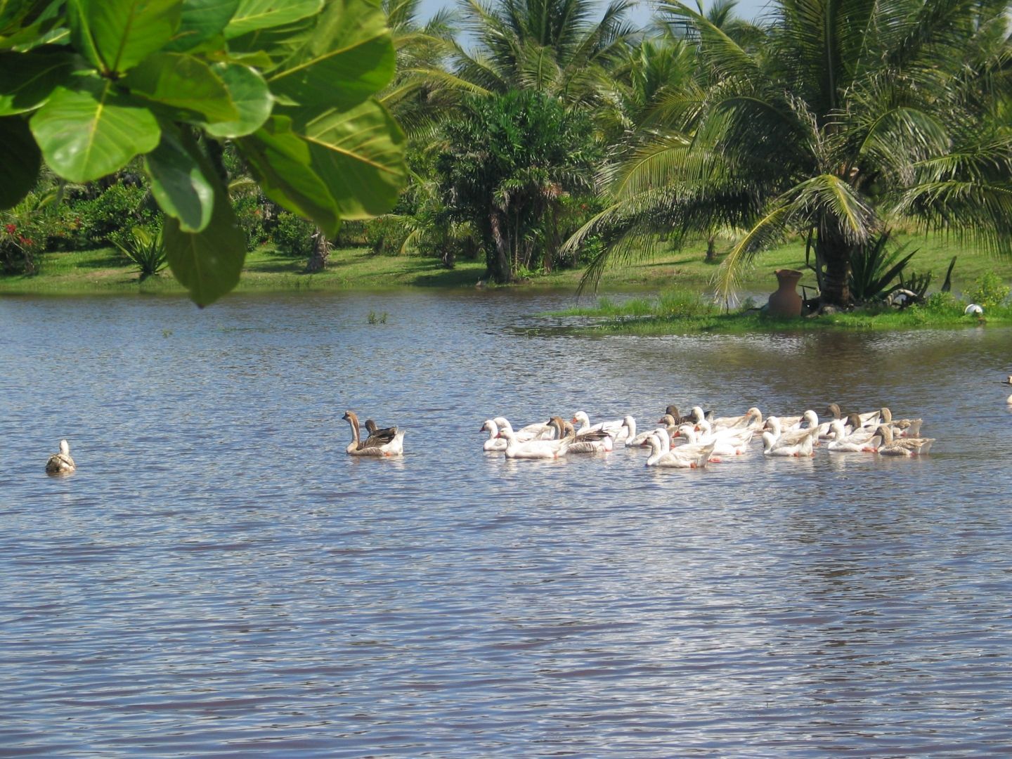 Um bando de patos está nadando em um lago