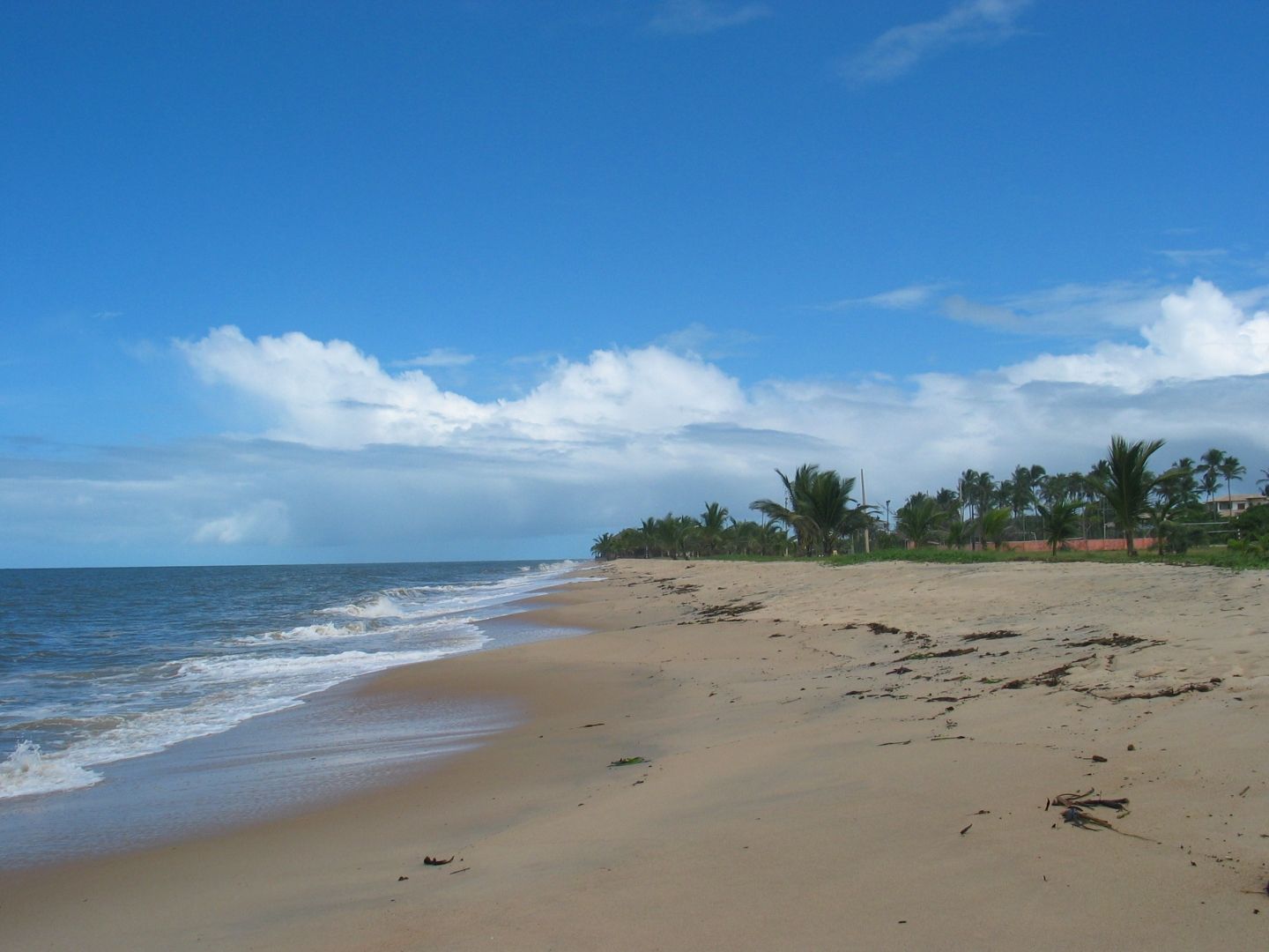 Uma praia com palmeiras e um céu azul