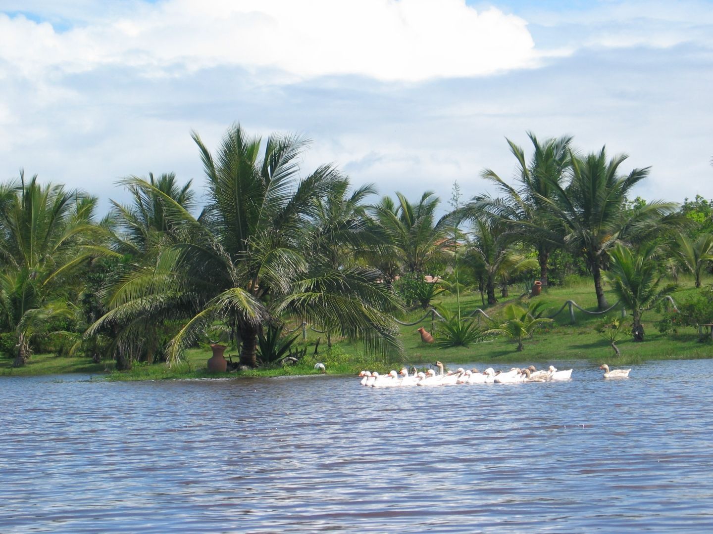 Patos estão nadando em um lago cercado por palmeiras