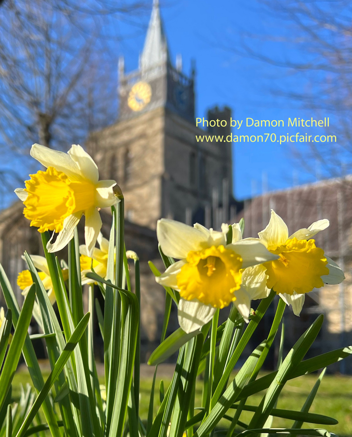 Grey squirrel on a tree branch with snow falling all around 