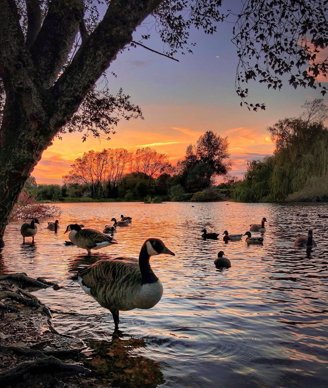 Cars lined up at the starting line of a race, under an archway reading