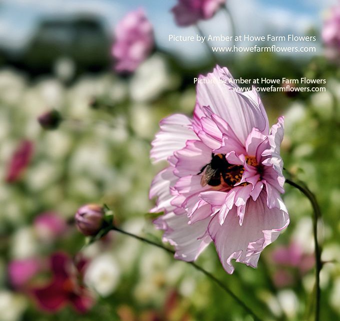 Pretty pink flower in picking fields at Howe Farm Flowers
