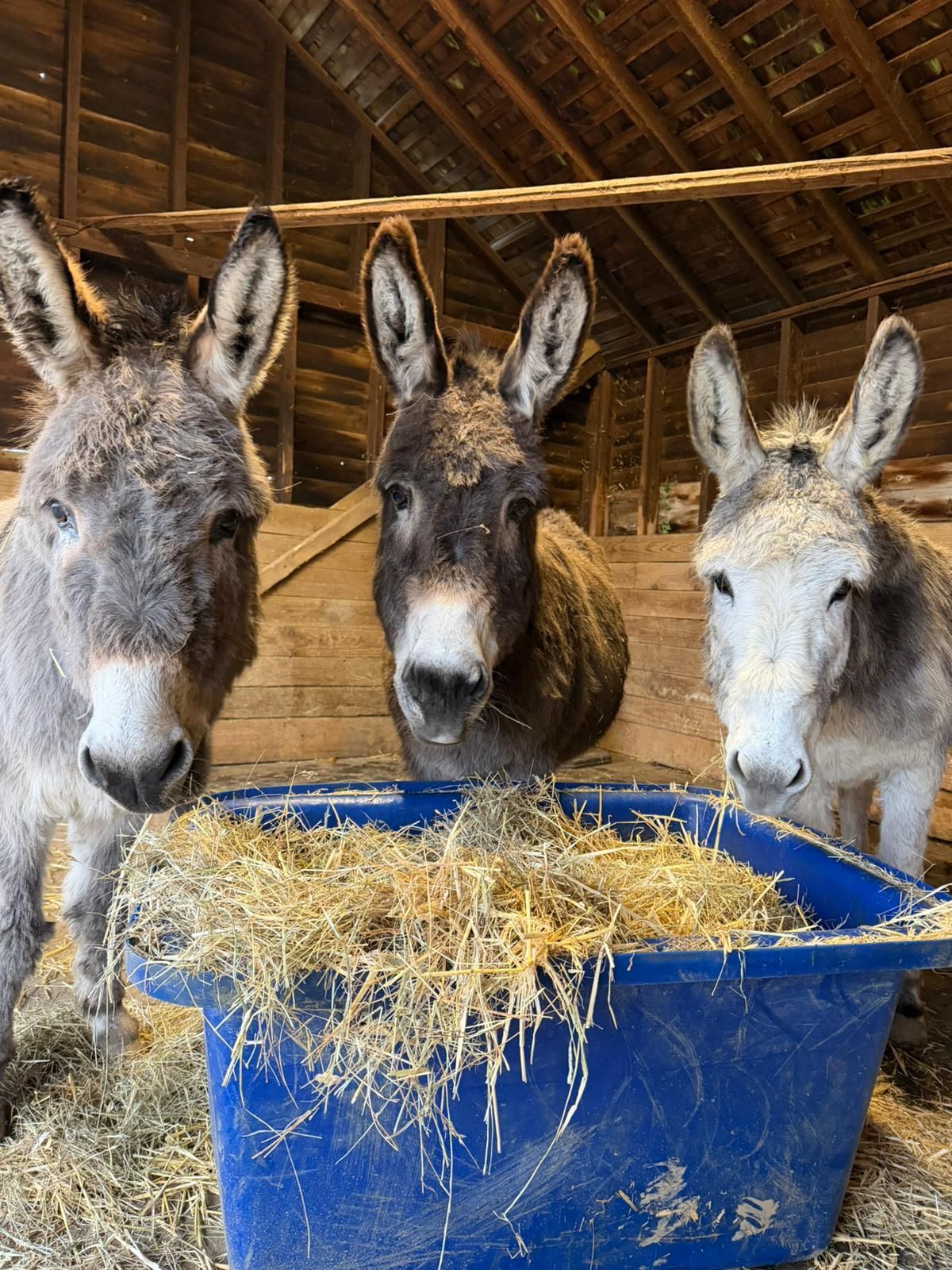 donkeys, rescue, horse trust, charity, pets, pet rescue, animal sanctuary