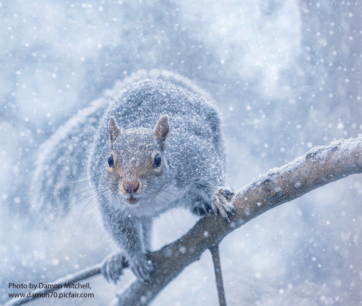 Grey squirrel on a tree branch with snow falling all around