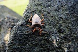 Stink Bug Extermination – Pest Control Services In Conshohocken  PA,