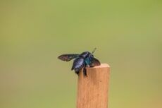 Carpenter Bee Removal– Pest Control Services In Conshohocken  PA,