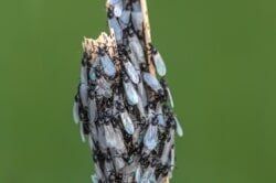 Cluster Flies Extermination – Pest Control Services In Conshohocken  PA,