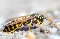 Hornet Extermination– Pest Control Services In Conshohocken  PA,