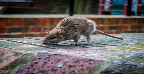 Rodent Extermination, Conshohocken, PA, The Chemical Exterminating Co.