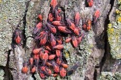 Box Elder Bug Extermination – Pest Control Services In Conshohocken  PA,