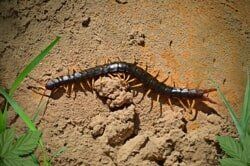 Centipede Extermination – Pest Control Services In Conshohocken  PA,