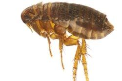 Flea Spray Services– Pest Control Services In Conshohocken  PA,
