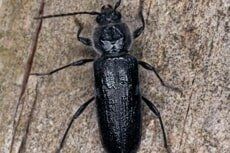 border beetle– Pest Control Services In Conshohocken  PA,