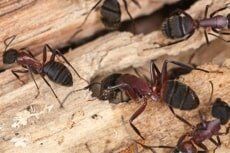 Carpenter Ants Extermination– Pest Control Services In Conshohocken  PA,