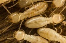 Termites Extermination– Pest Control Services In Conshohocken  PA,
