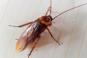 Roaches Extermination– Pest Control Services In Conshohocken  PA,