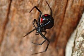 Spider Extermination– Pest Control Services In Conshohocken  PA,
