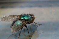 Fly Repellent– Pest Control Services In Conshohocken  PA,