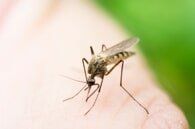 Mosquito Spray Services– Pest Control Services In Conshohocken  PA,