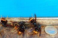 Wasp Repellant– Pest Control Services In Conshohocken  PA,