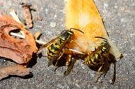 Yellow Jacket Removal – Pest Control Services In Conshohocken  PA,