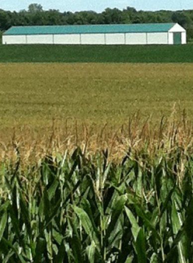 A field of corn with a building in the background