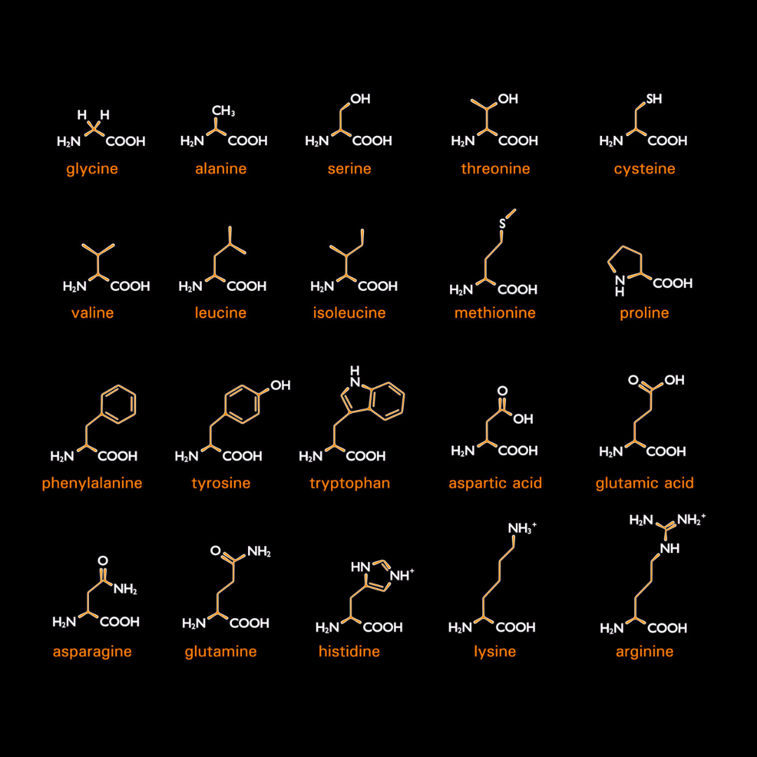 20 amino acids