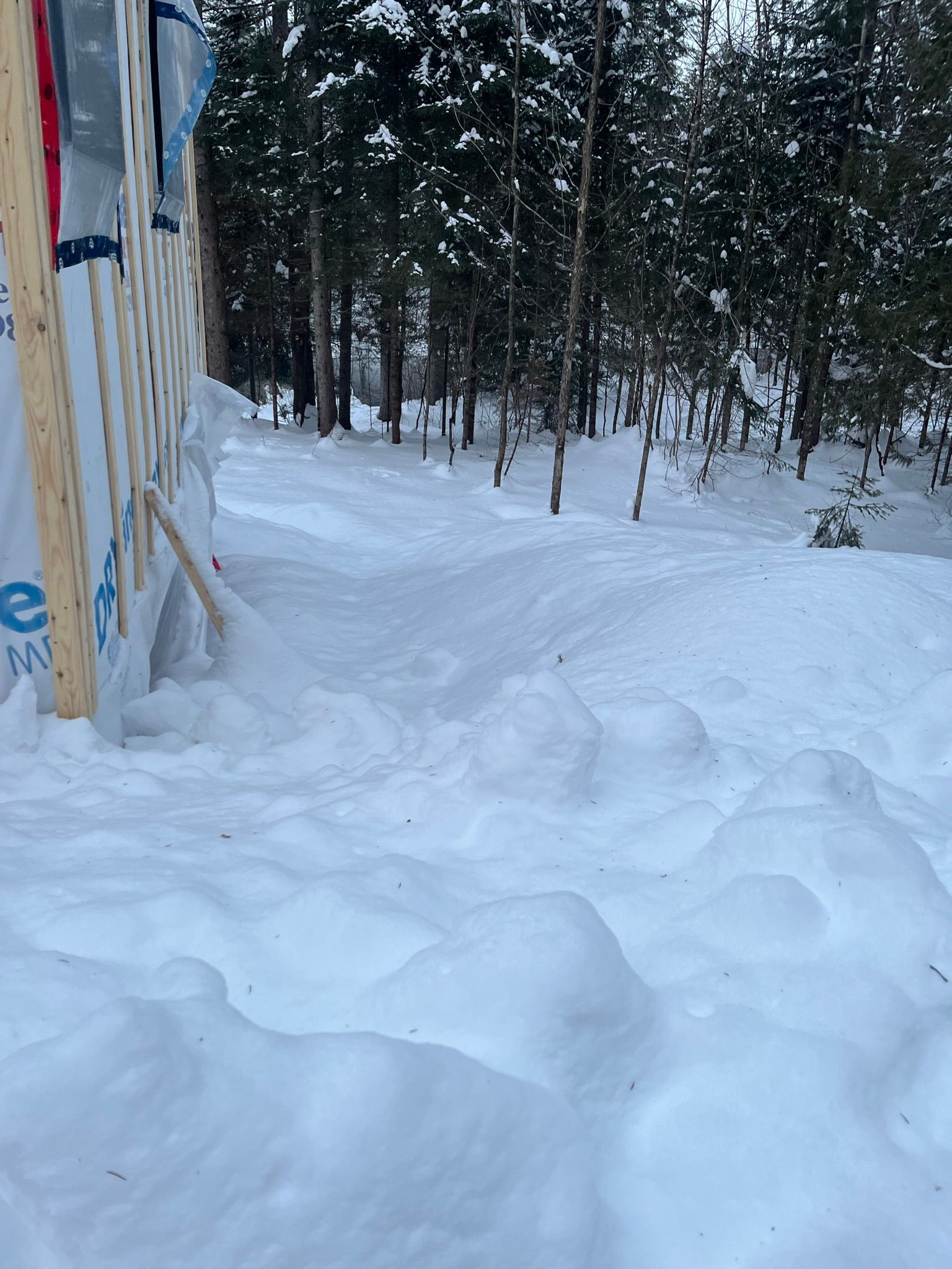 Il y a beaucoup de neige au sol dans les bois.