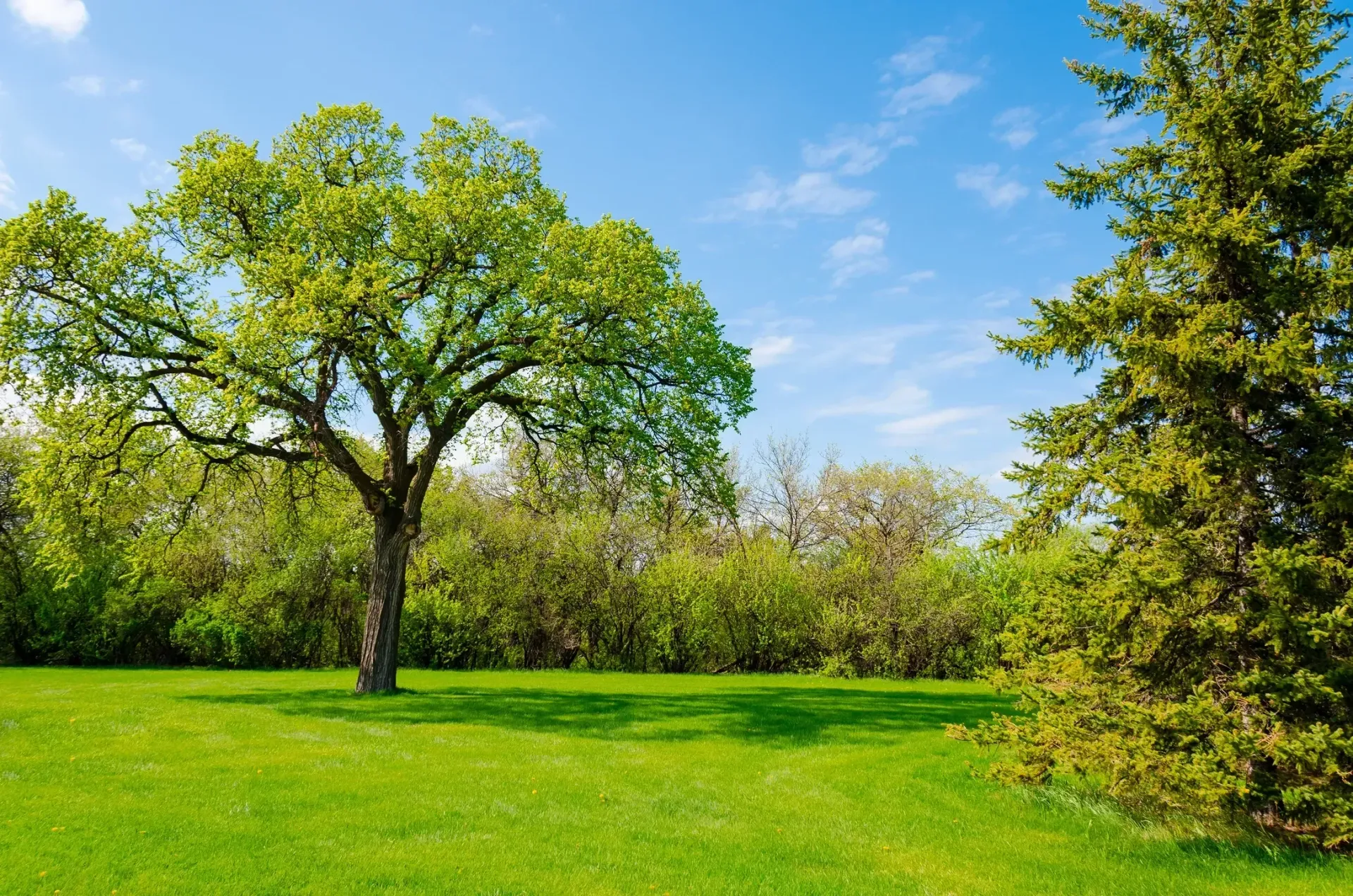 A tree in the middle of a grassy field with trees in the background.