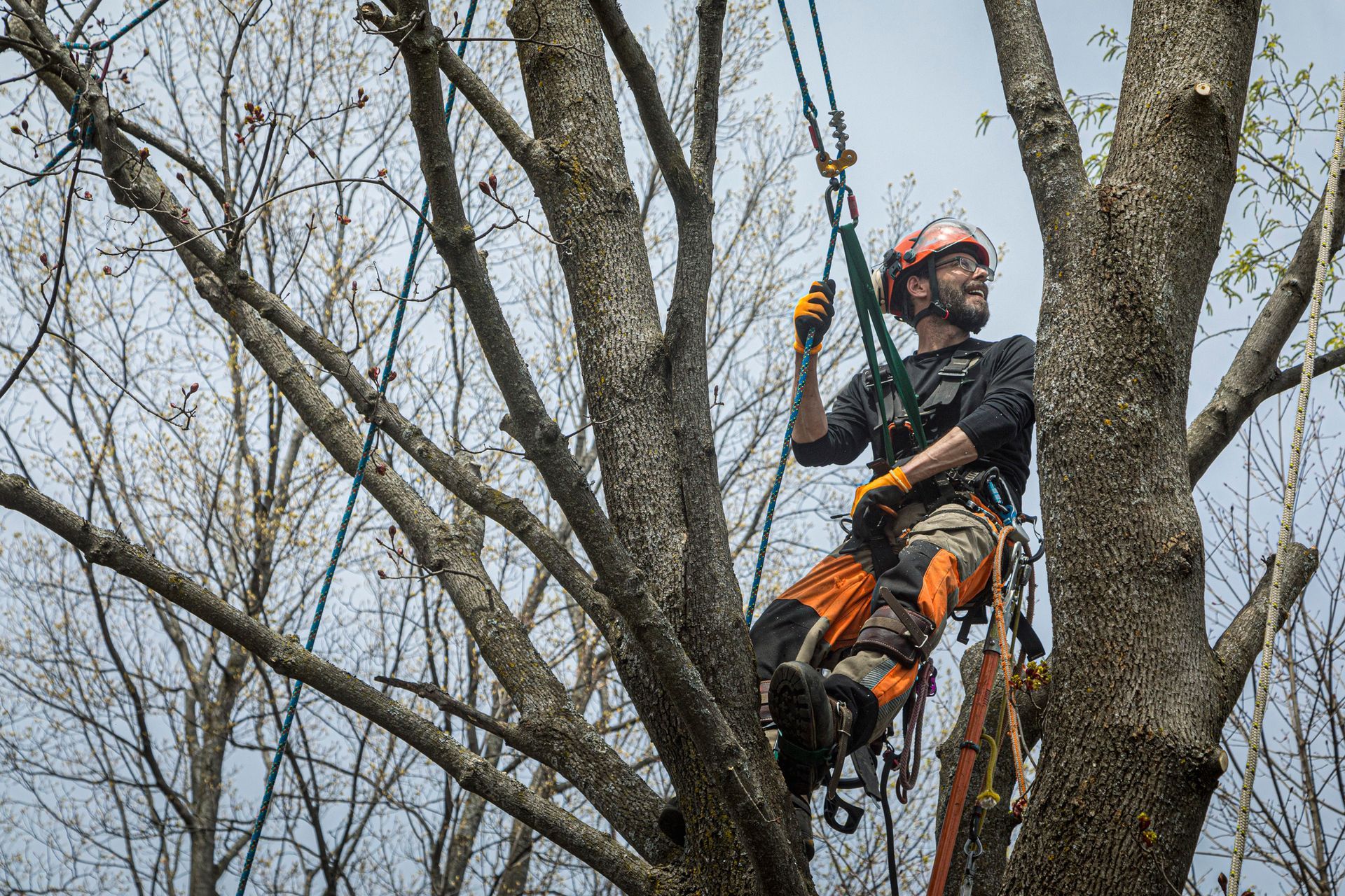A man is climbing a tree with a harness on.