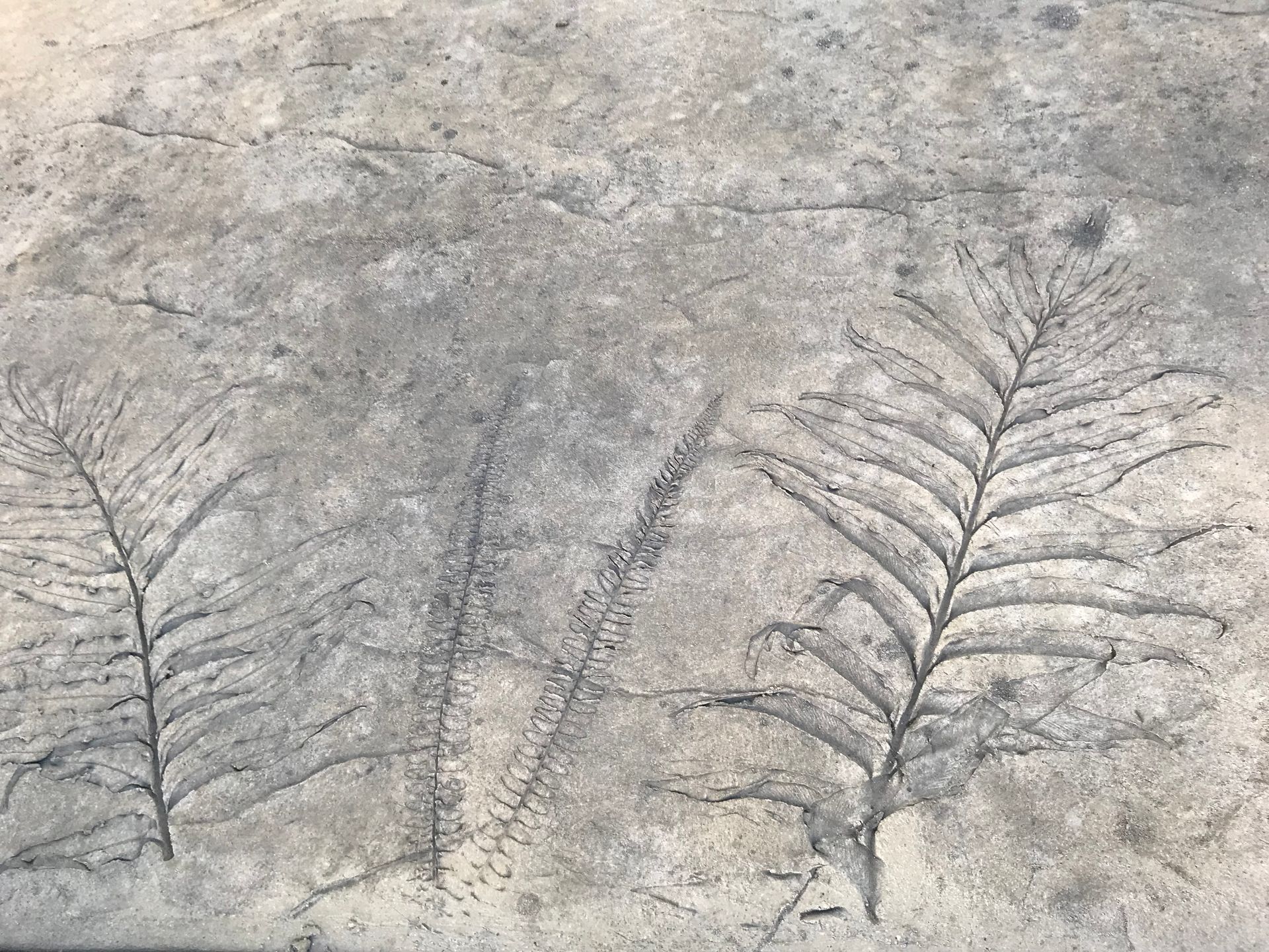 A close up of a fossil of a fern on a concrete surface.