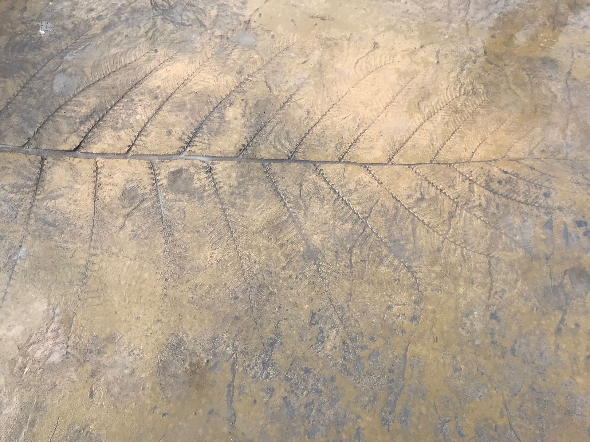 A close up of a leaf on a concrete surface